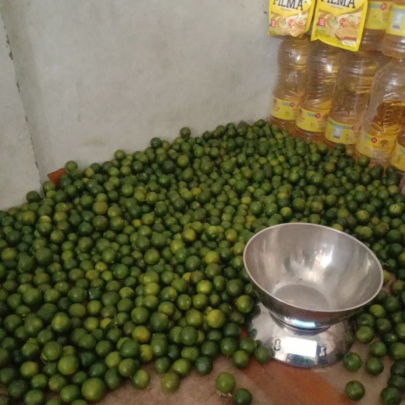 

jeruk kasturi terbaik Bogor