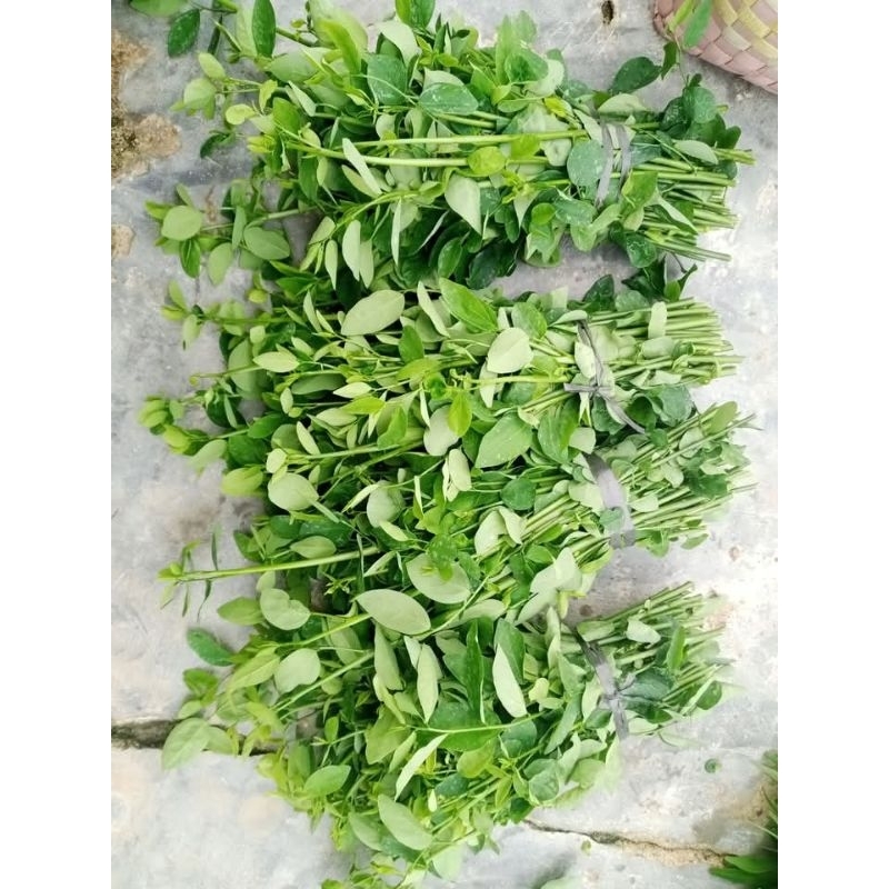 

daun kelor