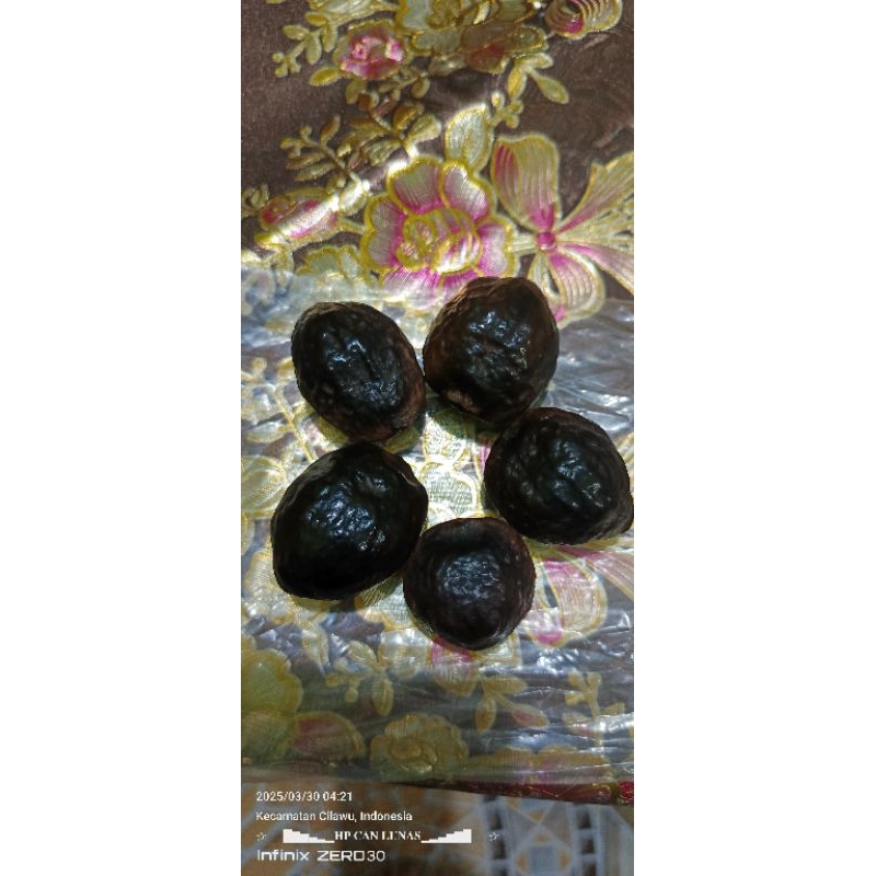 muncang/kemiri aduan