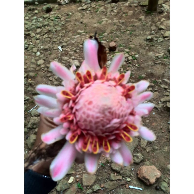

Ready Bunga kecombrang segar fresh 500gr bisa buat herbal dan penambah masakan