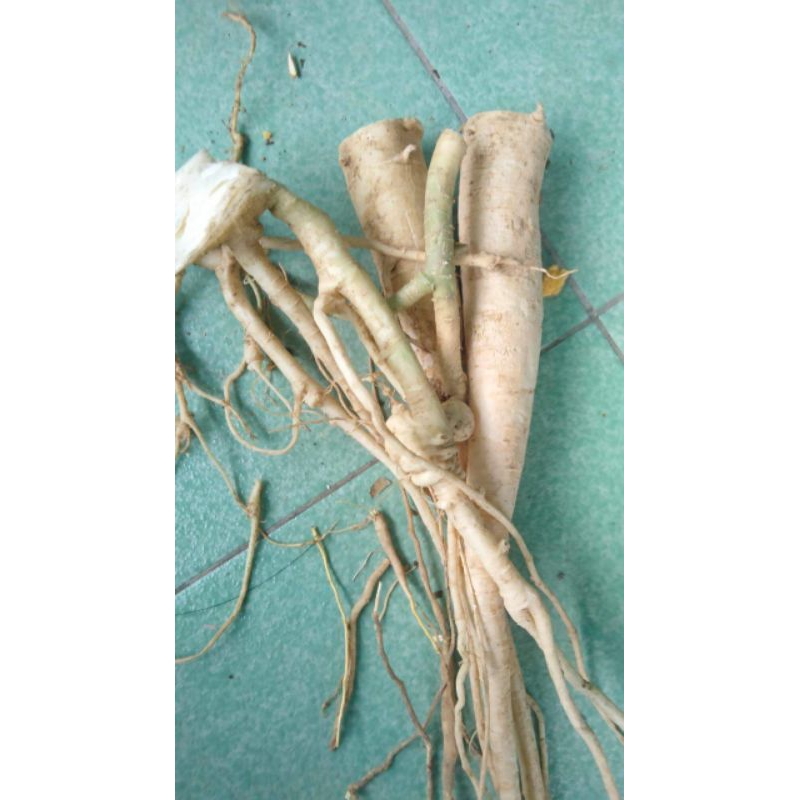 

ready akar pepaya herbal fresh 500gr diambil langsung dari kebun kalau ada yang order