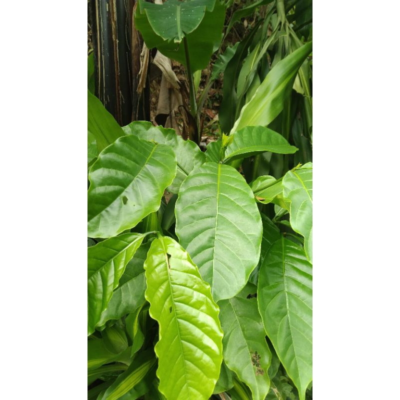 

Daun pucuk kopi herbal fresh 100 gram