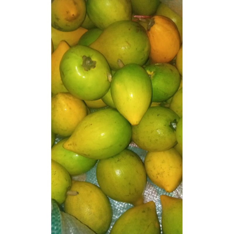 

buah alkesa sawo belanda 500 gram