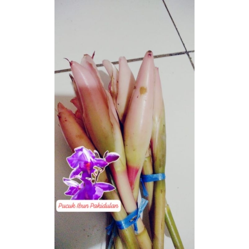 

bunga kecombrang segar/1ikat