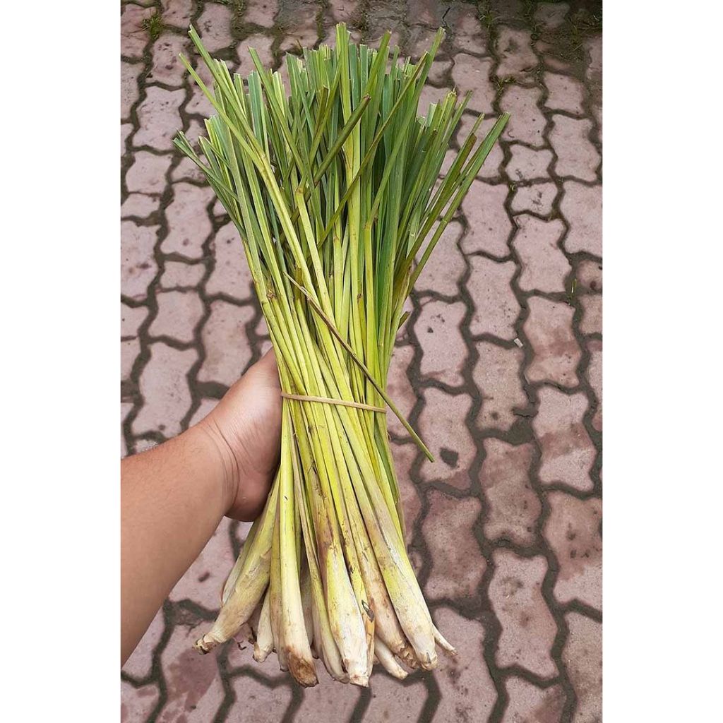 

Sereh Dapur atau Serai 1kg Harga Murah Fresh Petik