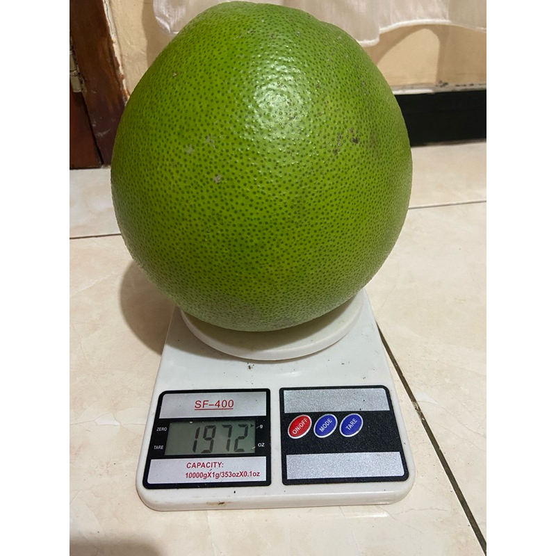 

(1,8-2KG) JERUK PAMELO MADU MANIS LERENG MURIA