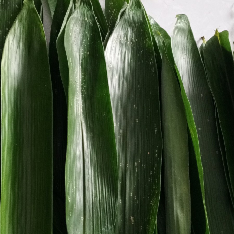 

Daun Bambu Daun Bacang Daun Bakcang 1 Ikat +- 30 Lembar Segar Bamboo Leaf Bungkus Kicang