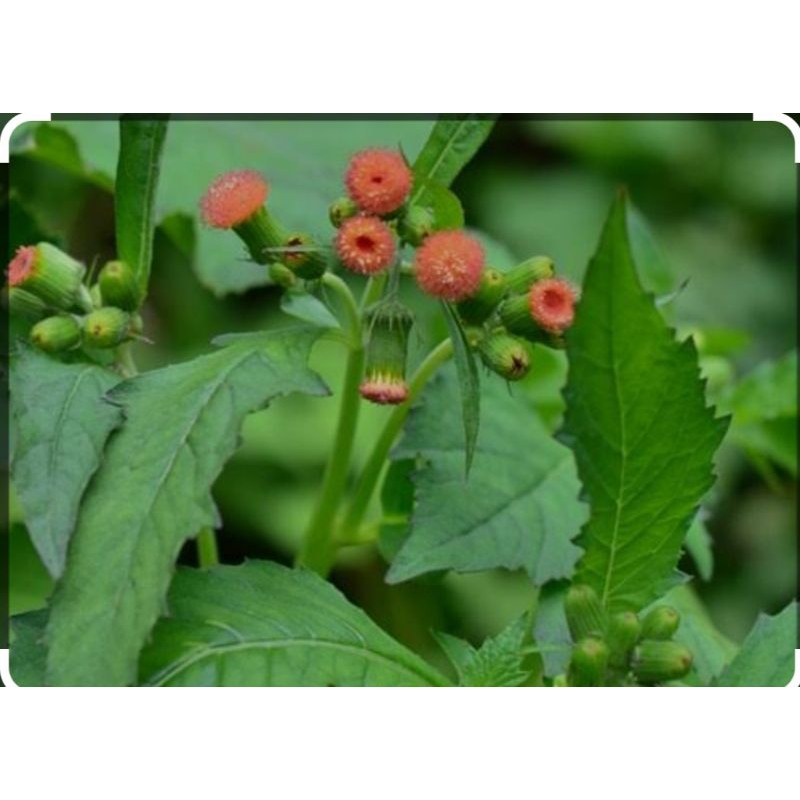 

Daun Sintrong/Ejle Segar Fresh 250 gram