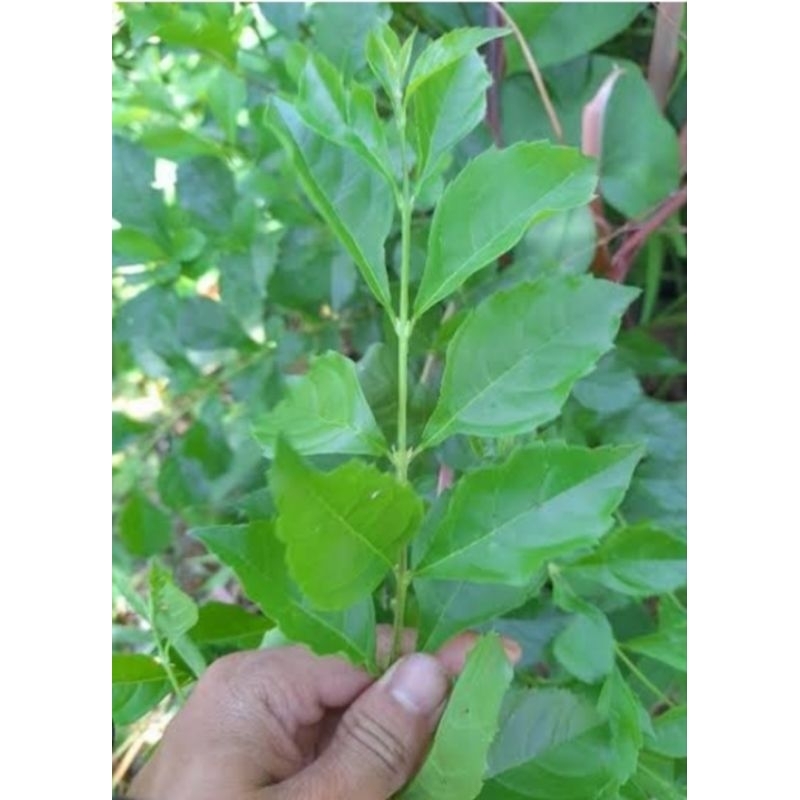 

Jual daun beluntas segar organik 1kg