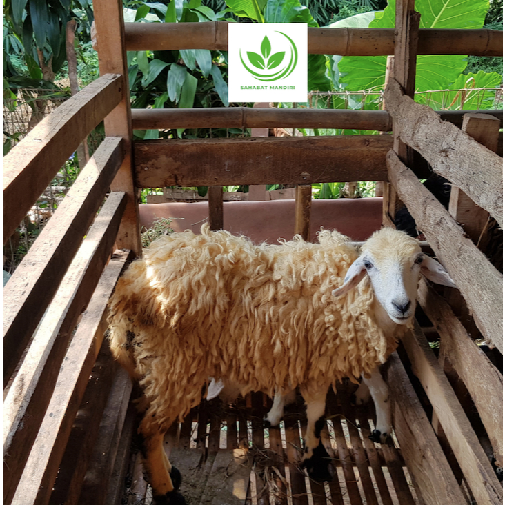 

Qurban Berkah Termurah 2025