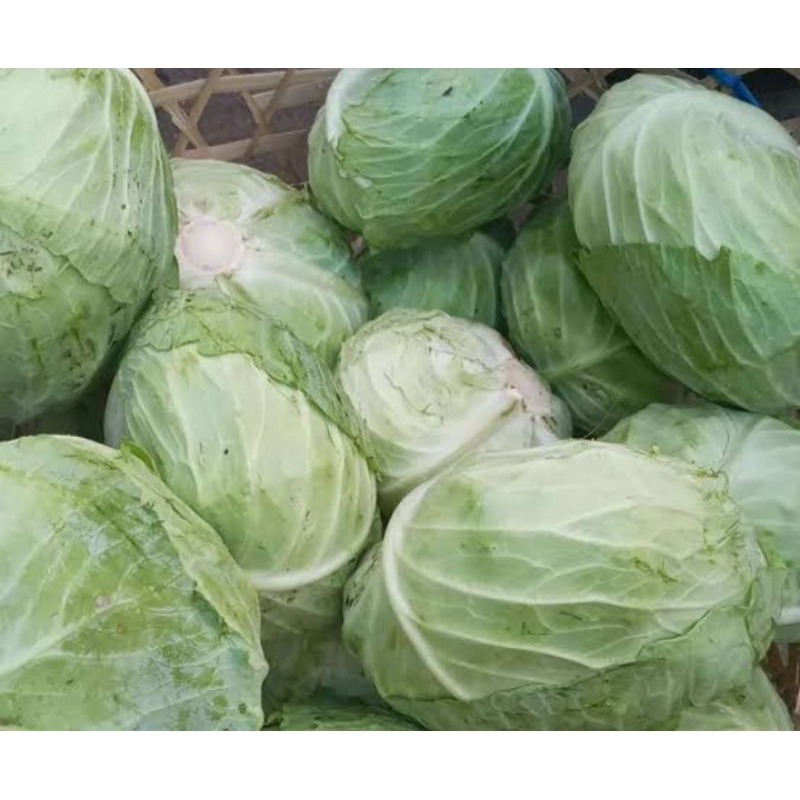

sayur kol/kolbis fresh dr petani 1 kg