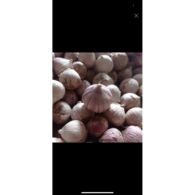 

bawang lanang atau bawang putih tunggal uk 100g