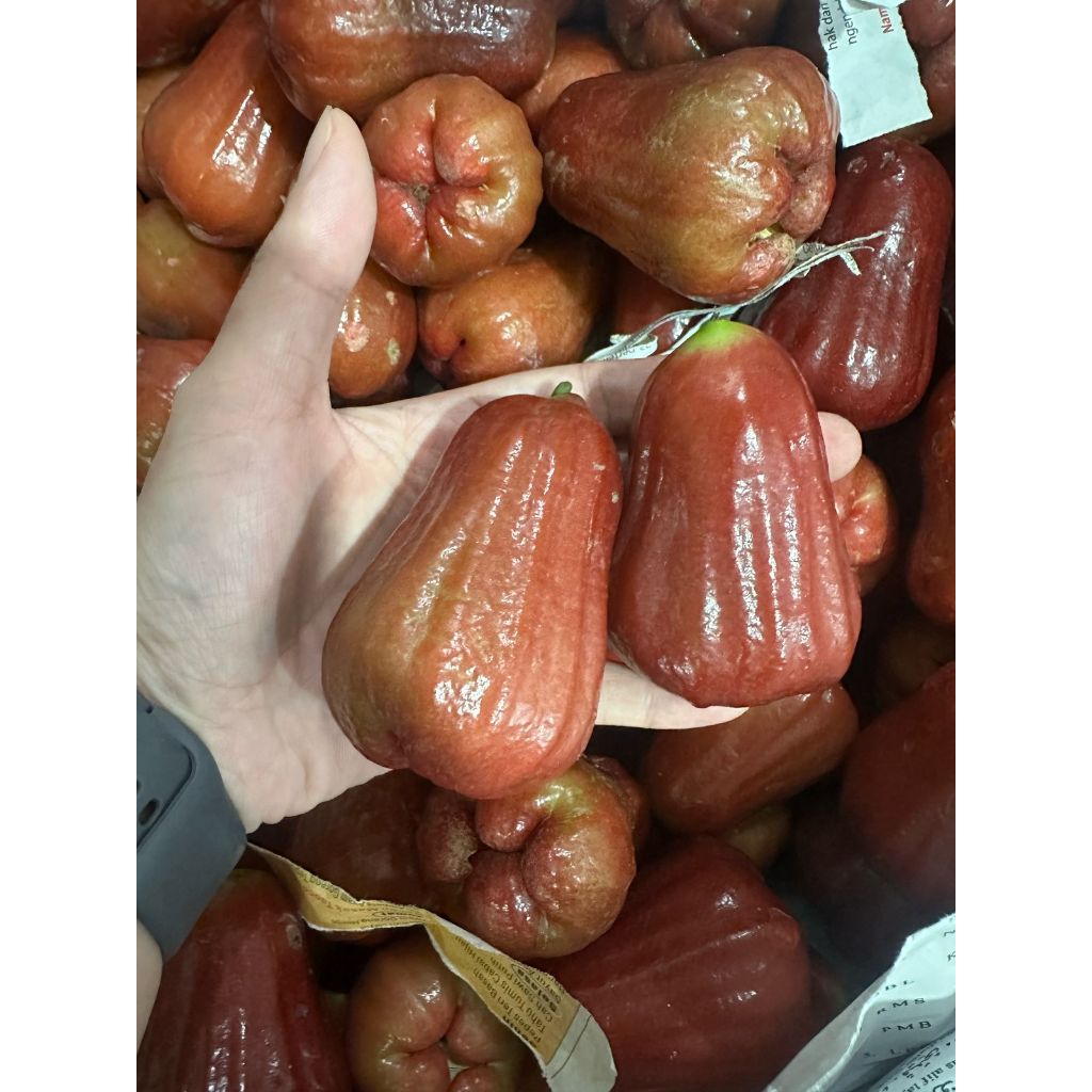 

JAMBU CITRA JAMBU AIR MANIS ENAK MERAH SEGAR