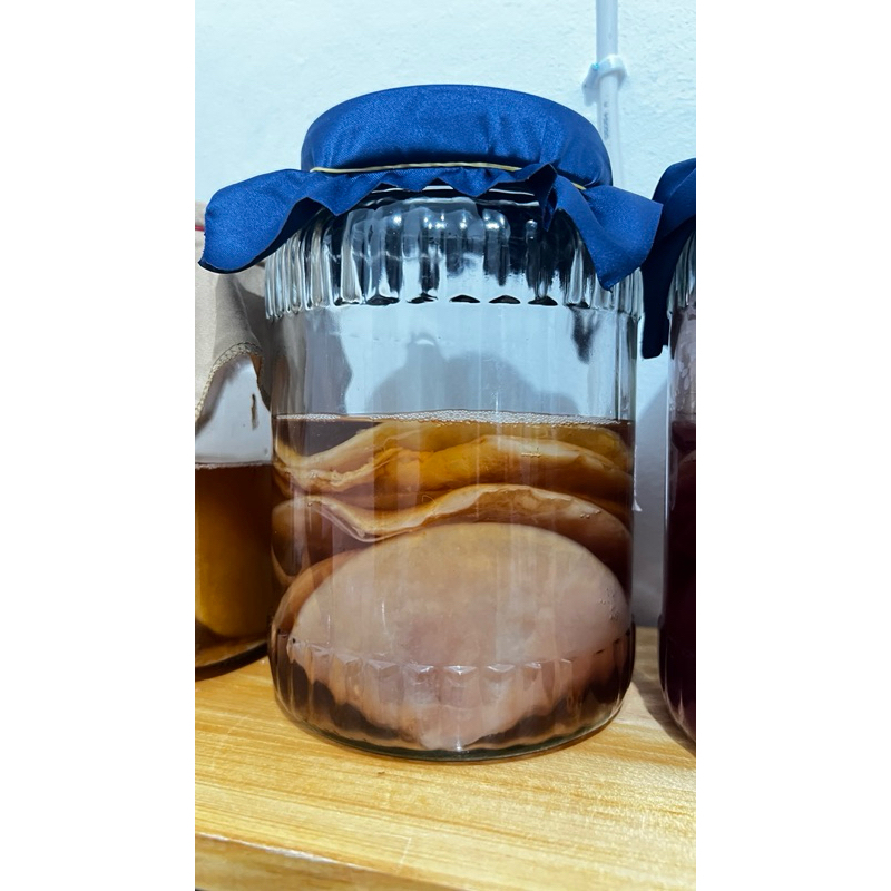 

SCOBY kombucha Hanya SCOBY tanpa starter