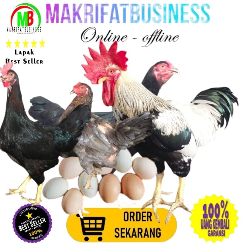 

MAKRIFATBUSINESS Paket 4 Pcs TELUR FERTIL AYAM KUB2 Jalur PETELUR FI MURNI KUB2 Perent Stock Bisa Ditetaskan Kembali Kwalitas Super Jaminan Menetas Hasil Peternak Profesional