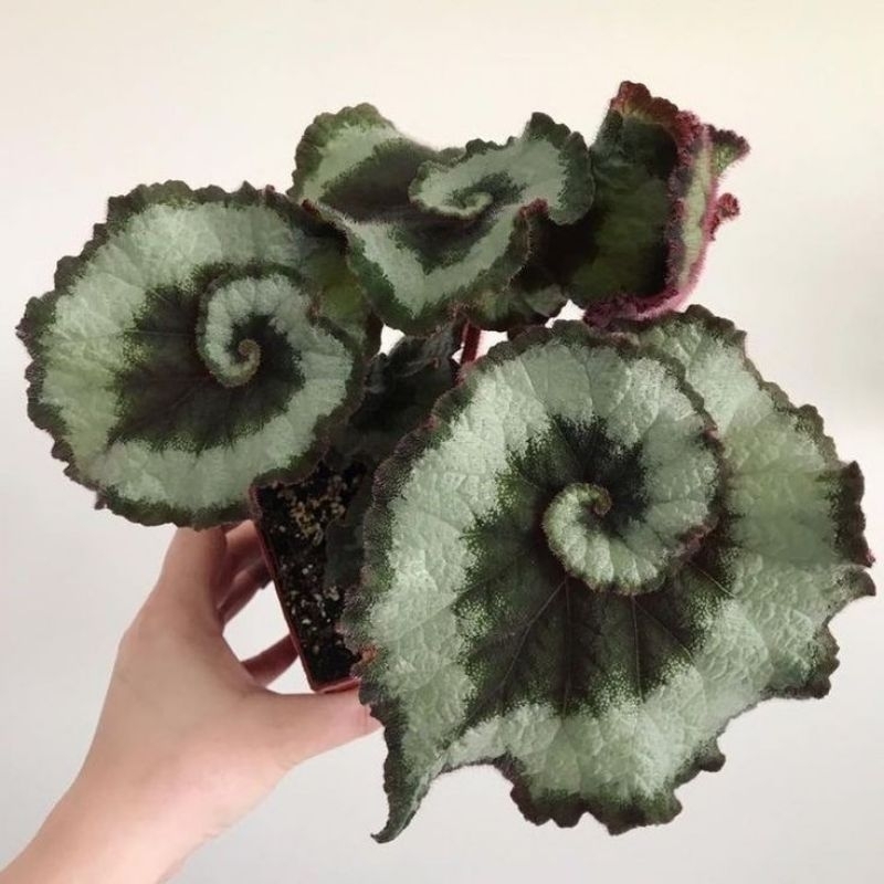 Tanaman hias begonia escargot begonia keong