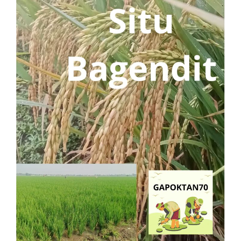BENIH PADI UNGGUL SITU BAGENDIT KUALITAS SUPER 1 KG