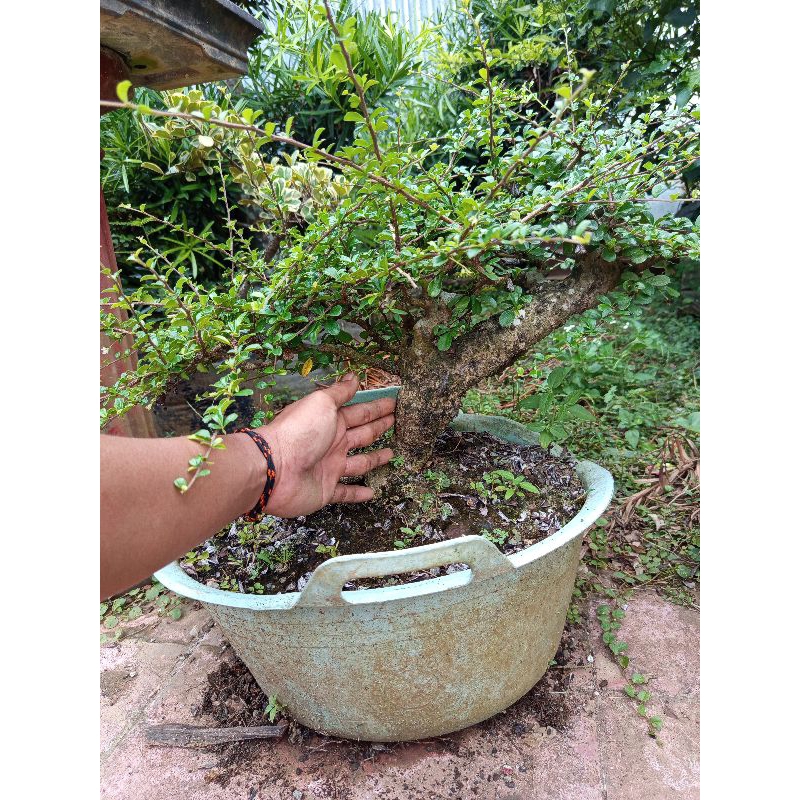 link Co bahan hokiantea 3 pohon