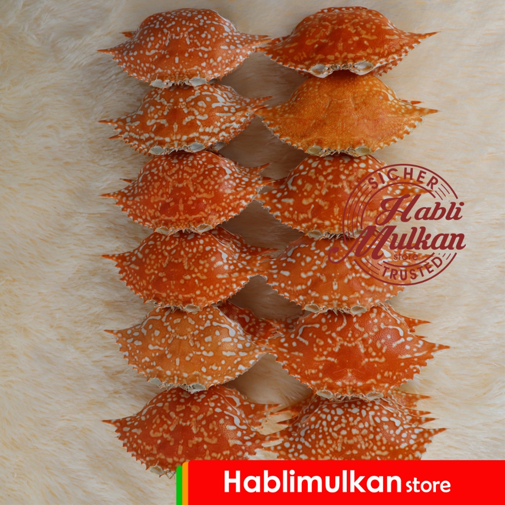 

100 Pcs Size 5-6 cm Totok Cangkang Rajungan Wadah Bungkus Makanan Penyajian Bukan Kepiting Buncit