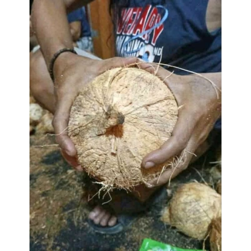 

KELAPA TUA UTUH BAHAN SANTAN / KELAPA TUA PARUT
