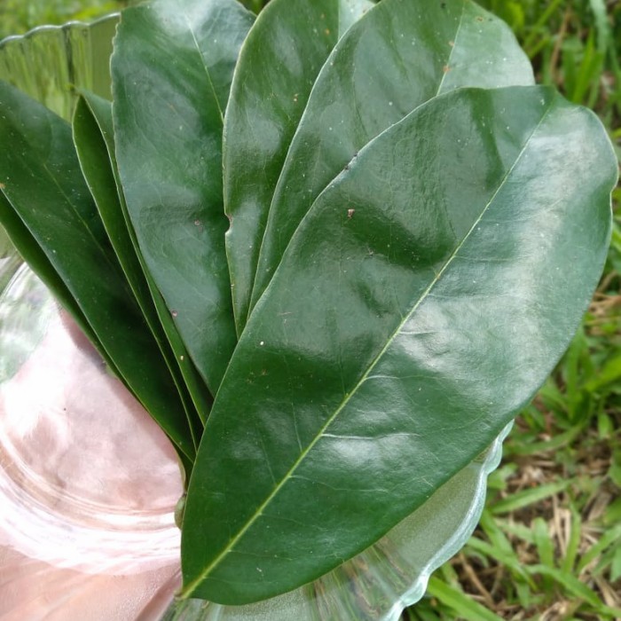 

50 lembar daun sirsak segar