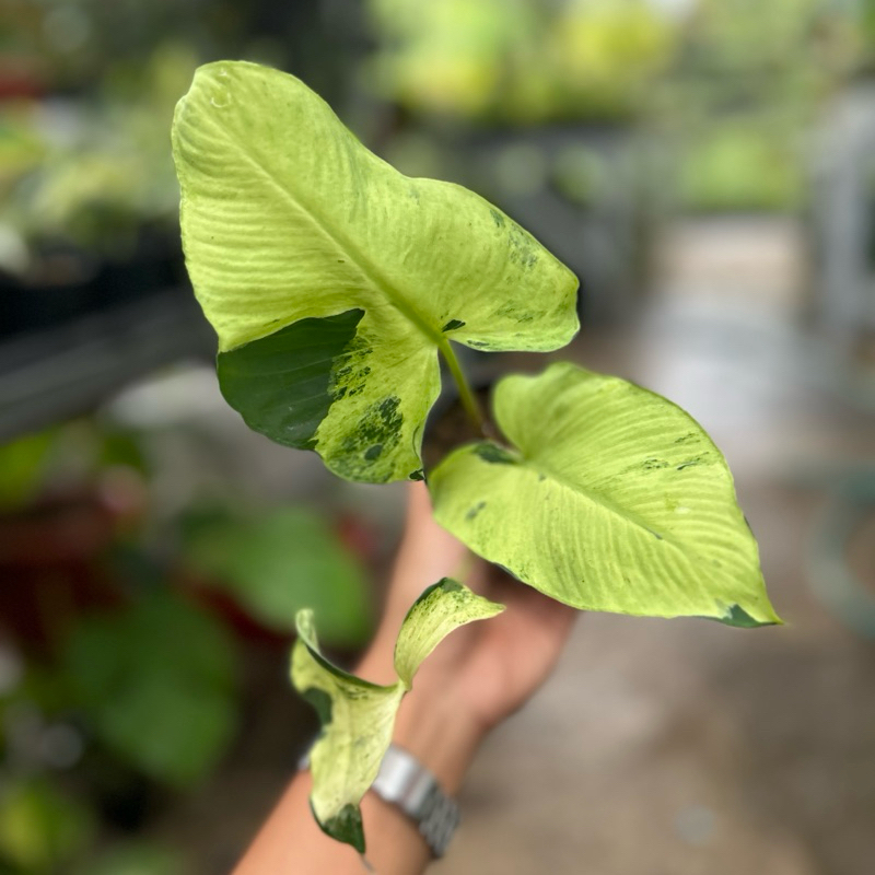 Schismatoglottis SP Red Stem