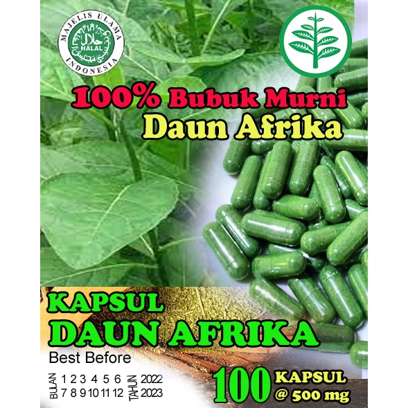 Daun afrika kapsul herbal stroke obat strok, kolesterol hipertensi kebas kesemutan mati rasa kram