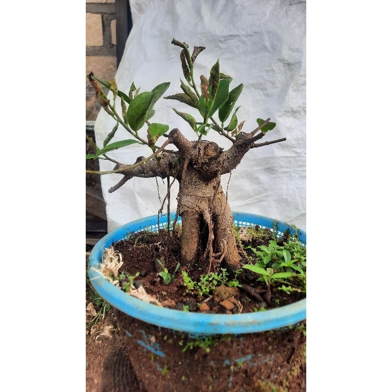Bonsai iprik pucuk merah ukuran small