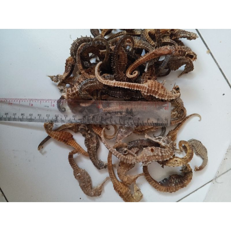 

KUDA LAUT KERING BS{Bad Stock) Size 6-12cm campur