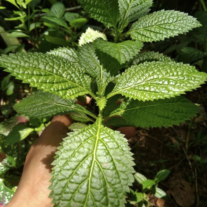 

Daung jarong/pecut kuda segar fresh dipetik dadakan saat dipesan obat herbal 100Lembar (geratis 10 Lembar)