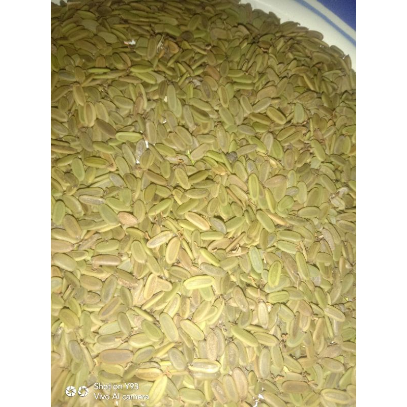

biji sengon slumon f1