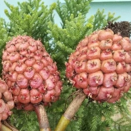 

1 kg Honje Buah Kecombrang Rombeh Segar Fresh