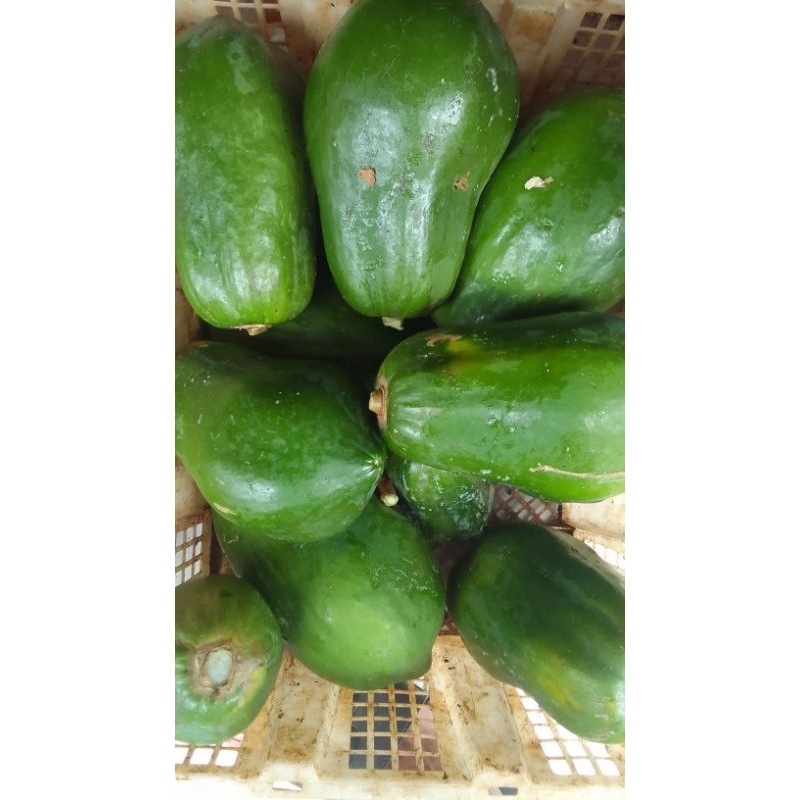 

pepaya muda satu buah 1kg -1,5 kg
