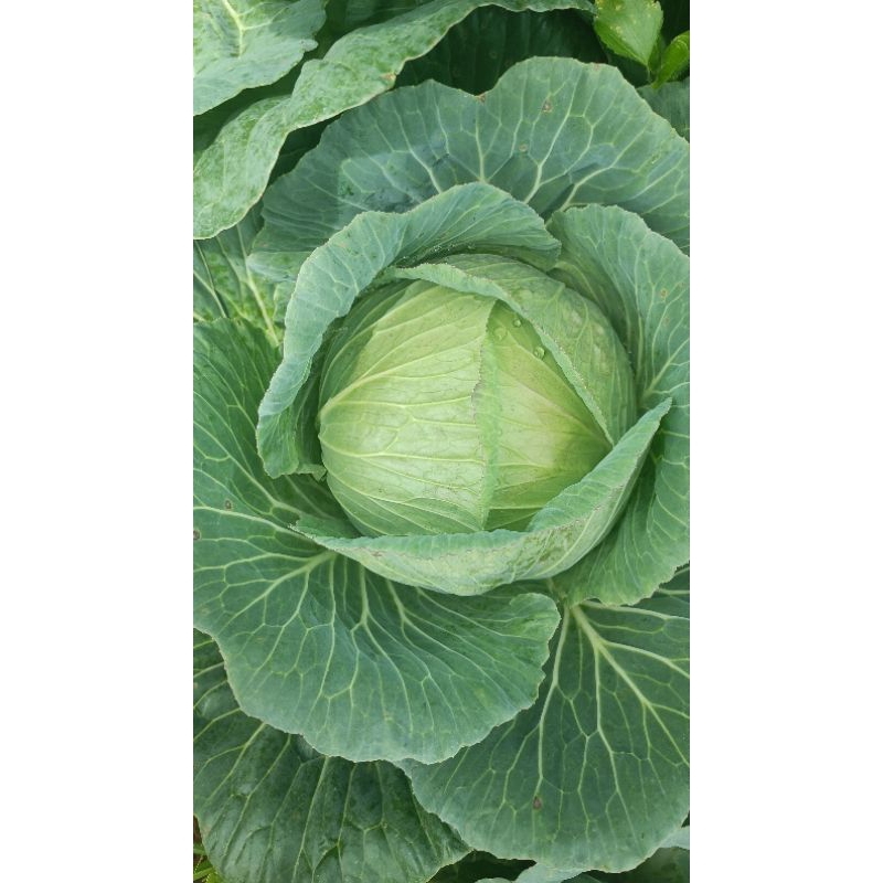 

kubis segar langsung dari kebun