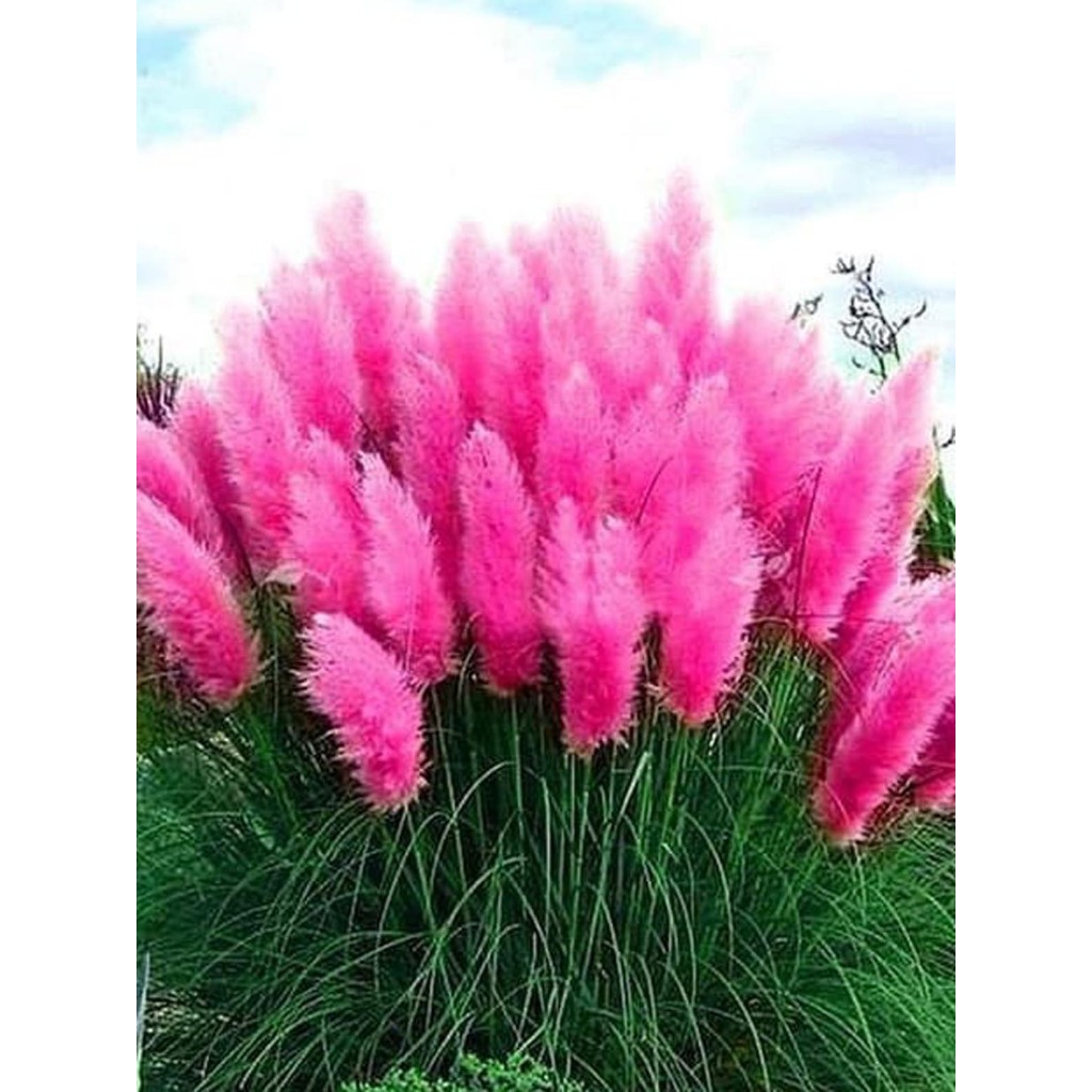 Green Earth - Bibit Benih Biji Pink Pampas Grass Seed Ornamental Grass Rumput Unik - Bibit Rumput Pi
