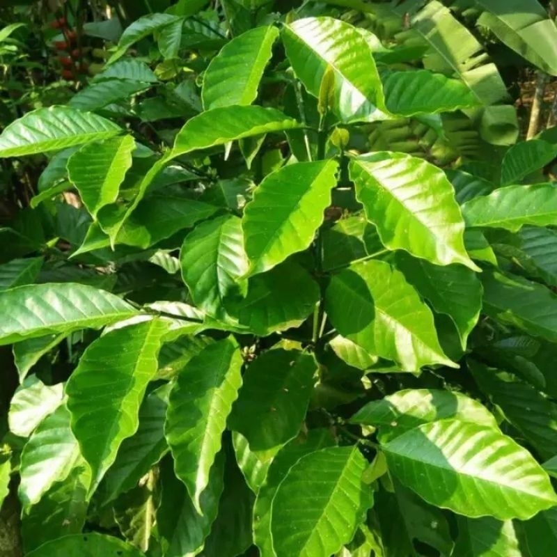 

Daun Kopi Segar 50 Lembar