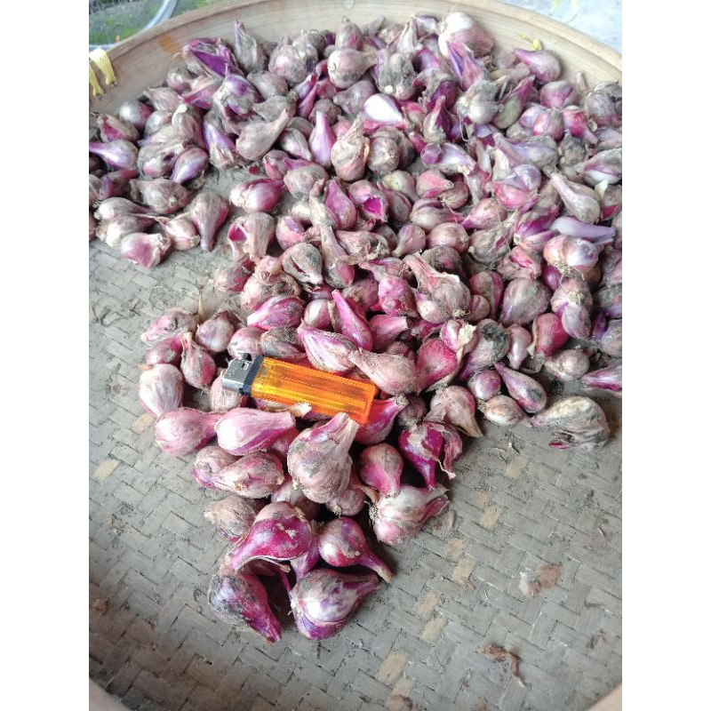 

Bawang Merah Tajuk