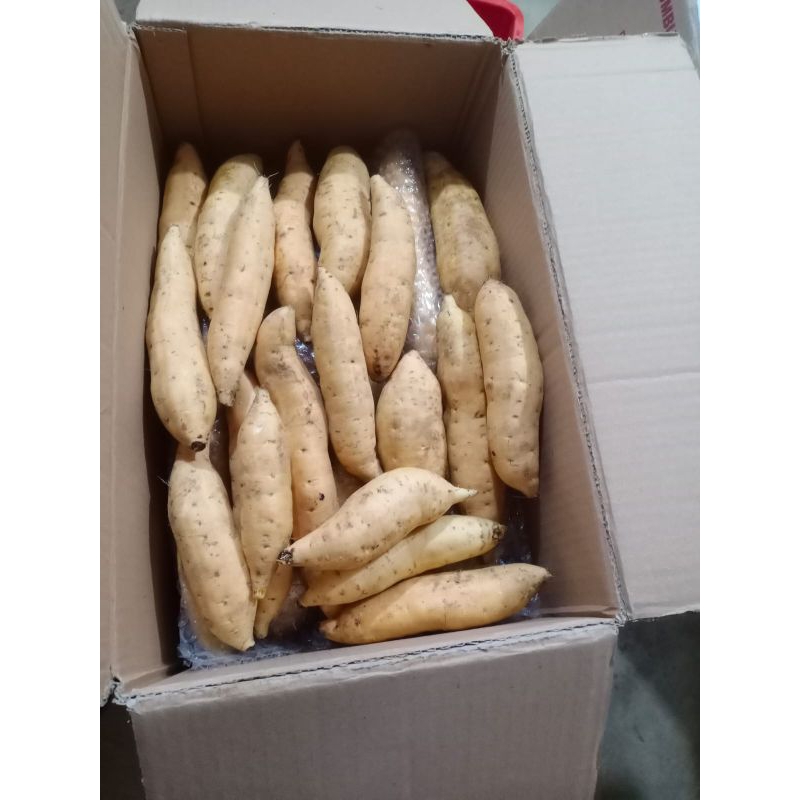 

Ubi Cilembu