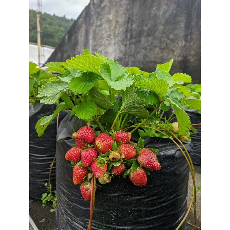 bibit strawberry MENCIR premium siap berbuah