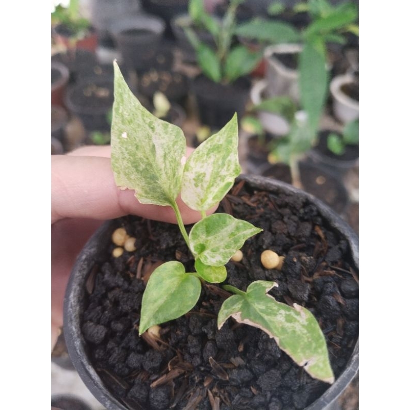 anthurium gelombang cinta varigata putih ( isi 2 pohon)