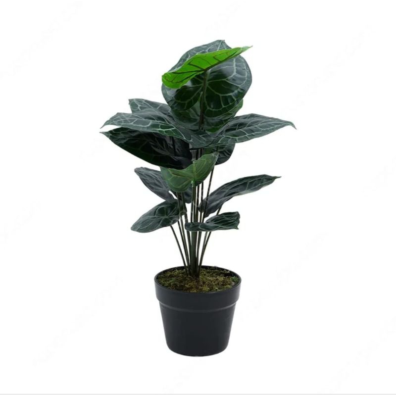 INFORMA ARTIFICIAL ANTHUNIUN// TANAMAN HIAS // INFORMA TANAMAN HIAS