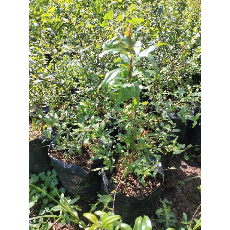 Adelonz Bibit Pohon Delima Merah Jumbo