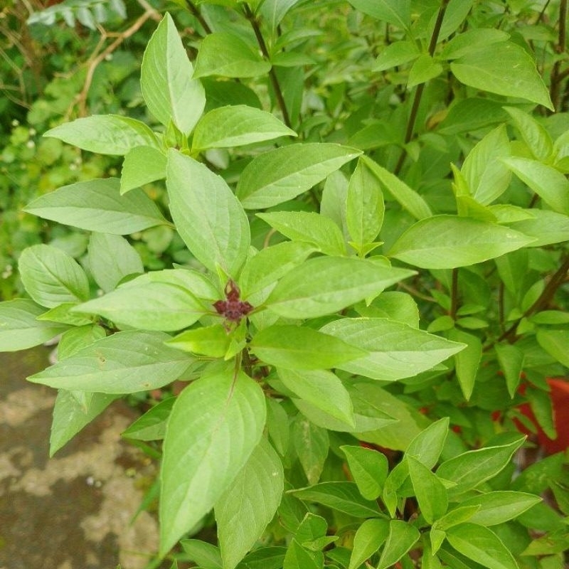 

daun thai basil segar fresh perpack 50 gr