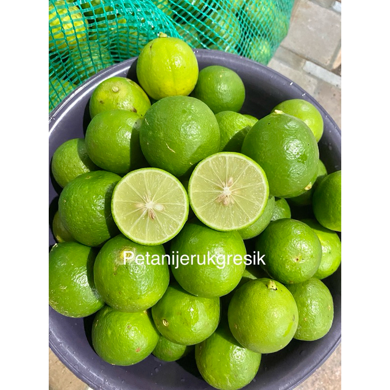 

Jeruk nipis berat 1kg | fresh petik tiap hari | harga paling murah