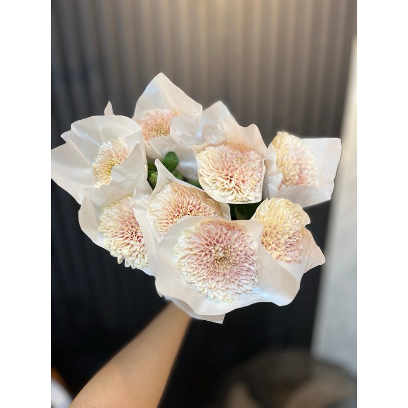 Bunga Krisan [GOMPI] Potong Segar Murah