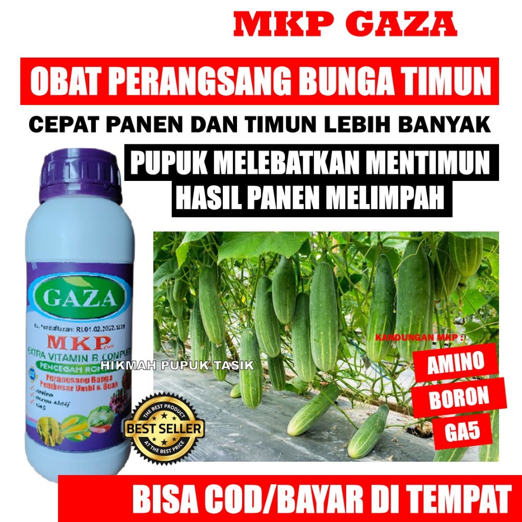PROMO MKP GAZA  Pupuk Cair Organik Pelebat Timun di Musim Hujan Sehat Tanpa Penyakit - Pupuk Semprot