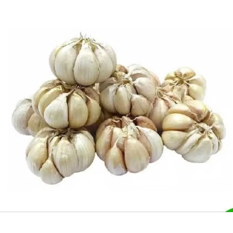 

Bawang putih fresh harga grosir