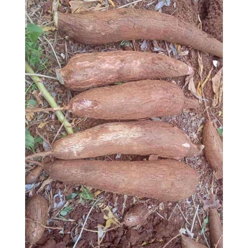 

SINGKONG FRESS MURAH