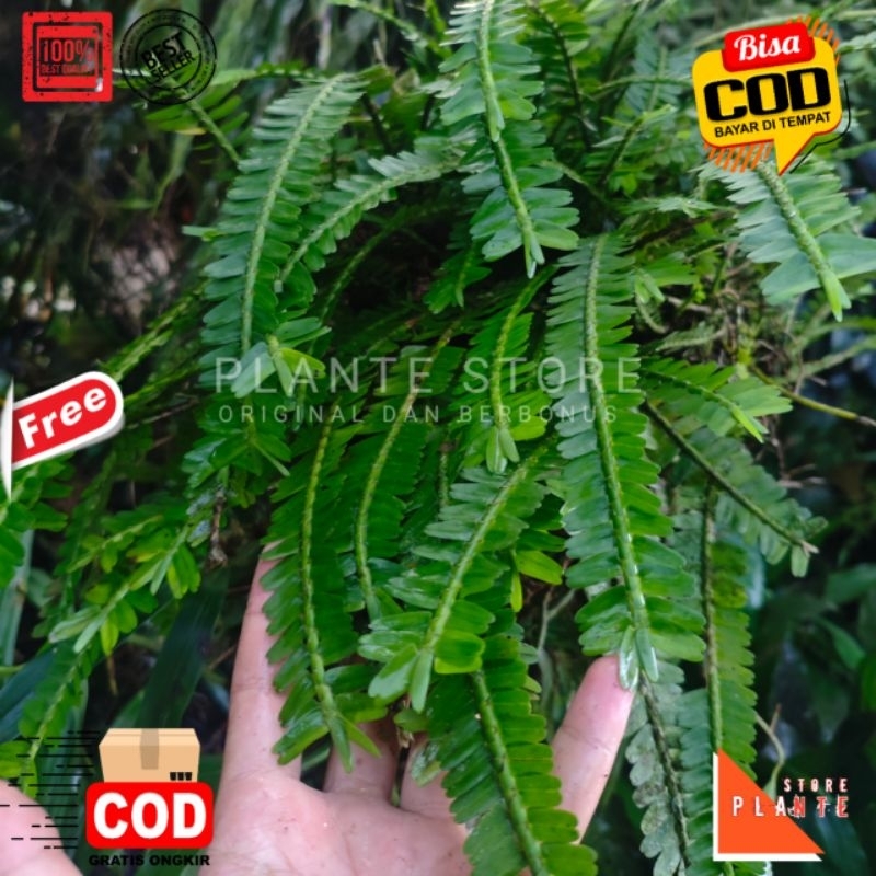 TANAMAN HIAS PAKIS SISIR | PAKIS NAGA SISIR