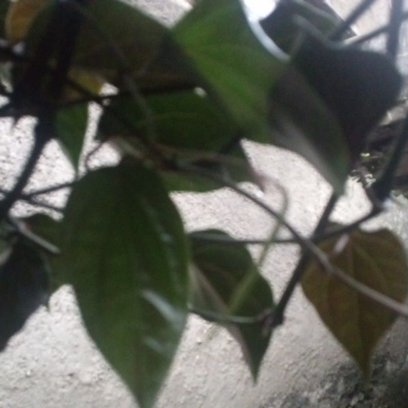 

daun sirih merah obat anti biotik